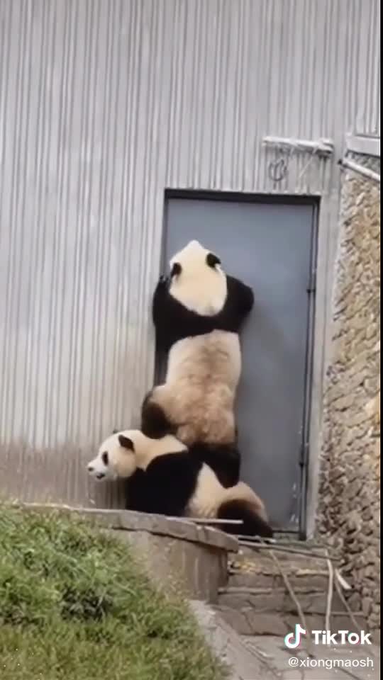 The following Panda: you are too heavy #panda #lovely