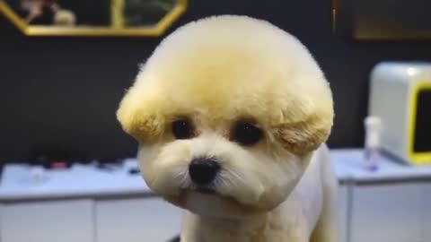 Teddy goes to a beauty salon for styling for the first time