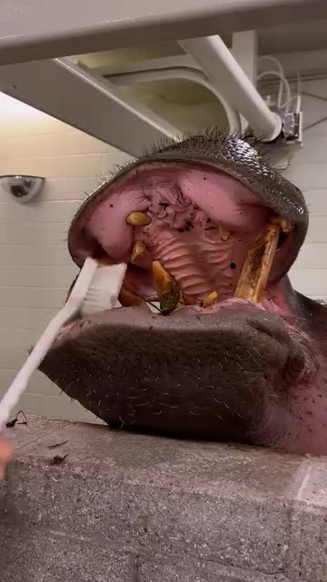Hippo mouth cleaning