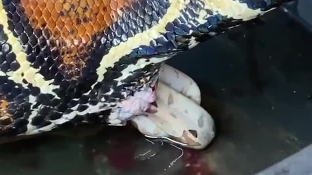 Ever seen a snake give birth