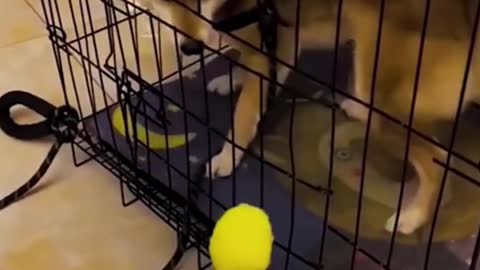 Animal Compilation