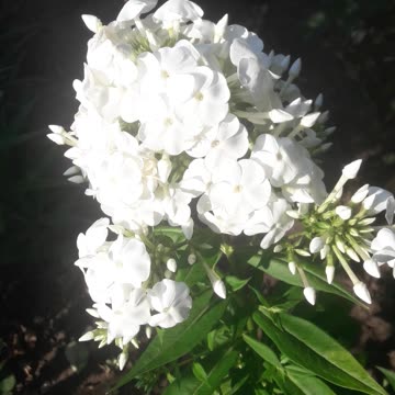 Phlox in the morning light