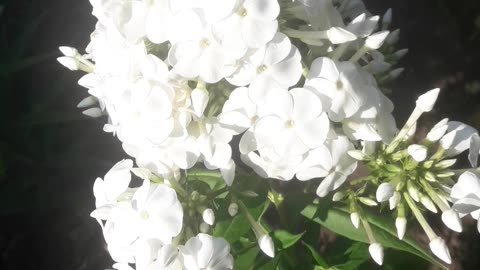 Phlox in the morning light