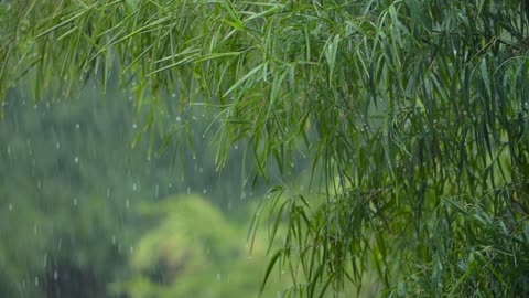 Long Shot of Torrential Rain Fall In a Tropical