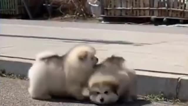 cute cats and dogs' compilation beautiful