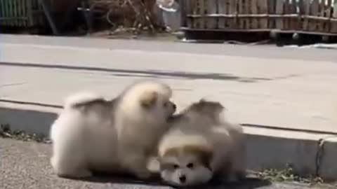 cute cats and dogs' compilation beautiful