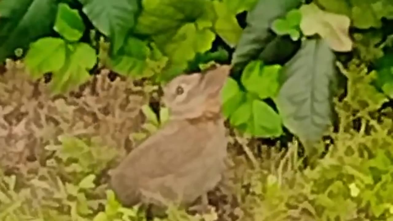 Cute rabbit eating grass