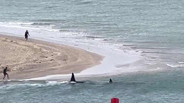 Excited Whale Watcher Takes a Fall