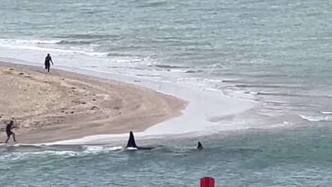 Excited Whale Watcher Takes a Fall