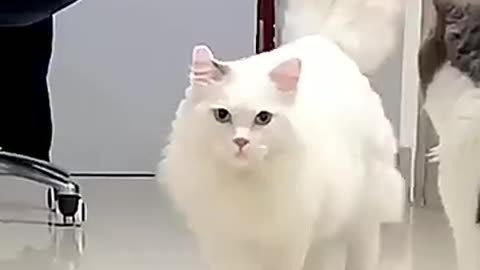 Turkey cat