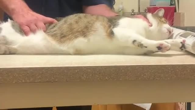Dr Trying to Inject a Cat l Funny Cats Videos