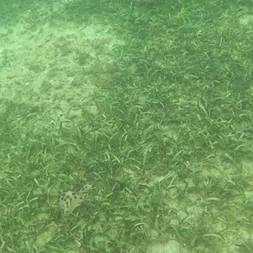Snorkeling Above a Bed of Starfish 🌊⭐
