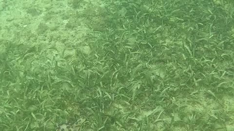 Snorkeling Above a Bed of Starfish 🌊⭐