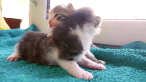 OMG So Cute ♥ Funny Cats and Dogs | Cute Kitten