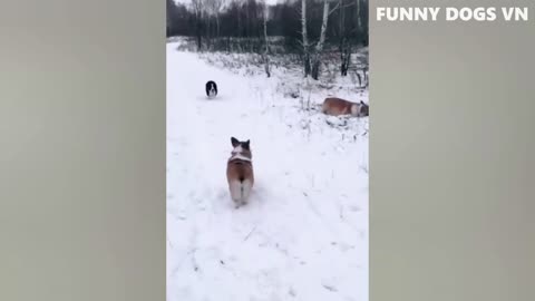 Funny Dogs And Cats