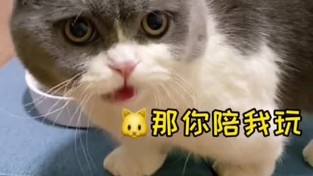 Funny cat speech