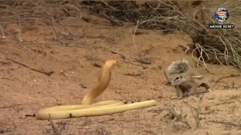 Lion vs king Cobra fight so amazing fight injoy this