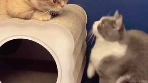 Funny cat video