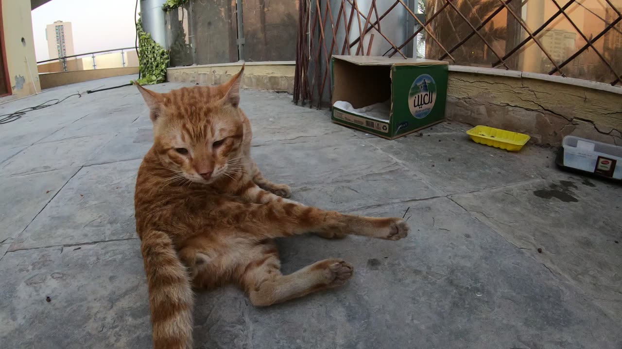 Homeless cat in Ras Al Khaimah, UAE: CHRIS MARTIN #cat #cats #ChrisMartin #pet #ae #UAE #pets #viral