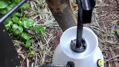 GIANT King Cobra Drinks Water! #shorts