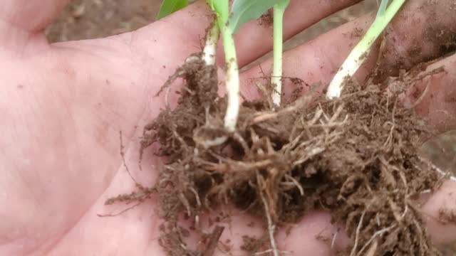 Ep13 Digging up some of the corn to replant