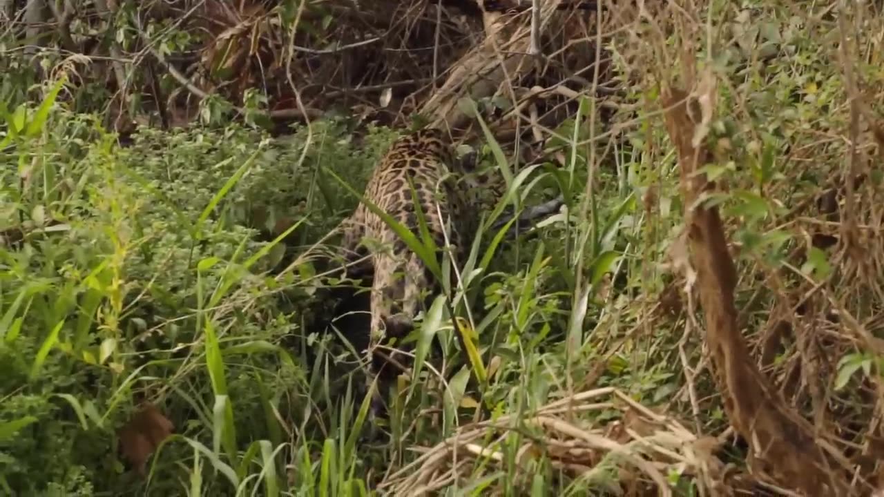 Jaguar hunts and makes a huge kill