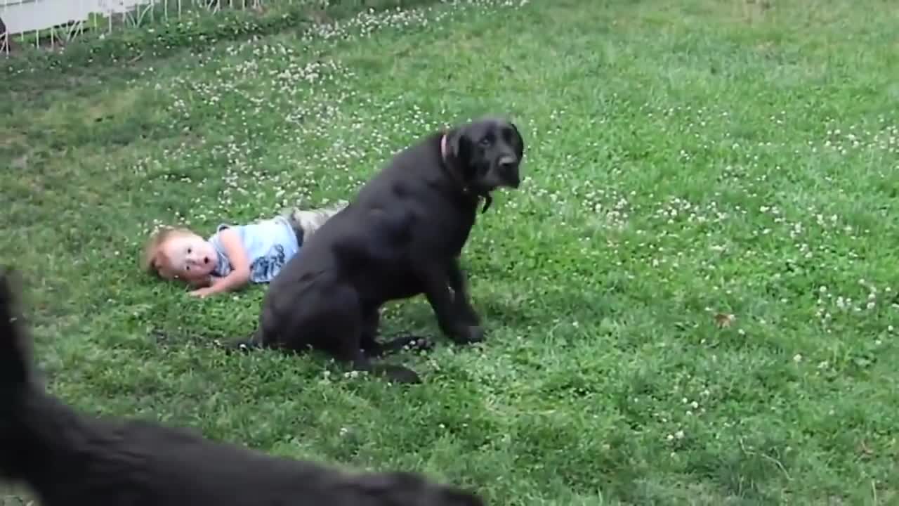 The pet is gentle to the baby