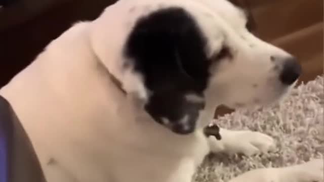 Dogs says nope…. It’s mine now sucker!