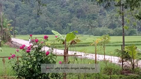 Memangkas bunga mawar kampung agar berbunga lebat | plants diary (old rose)