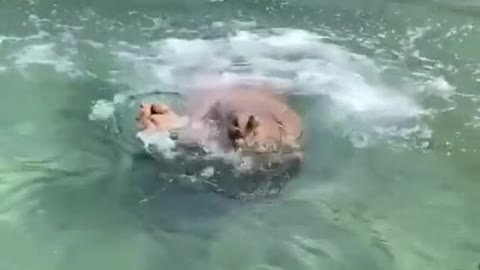 Hippo Dive