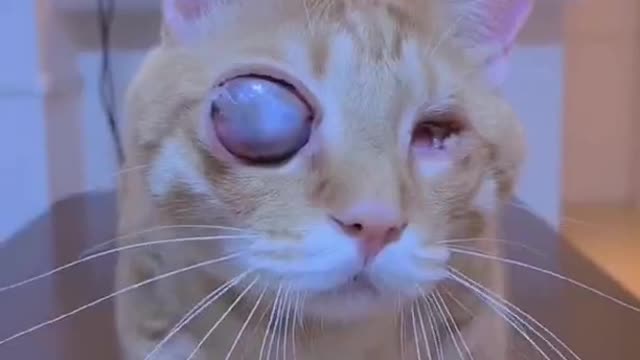 What's wrong with the cat? Are your eyes going blank?