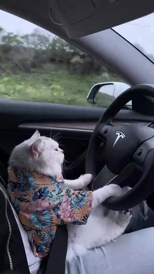 Unbelievable 😱 the cat driving