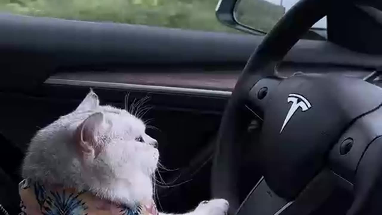 Unbelievable 😱 the cat driving