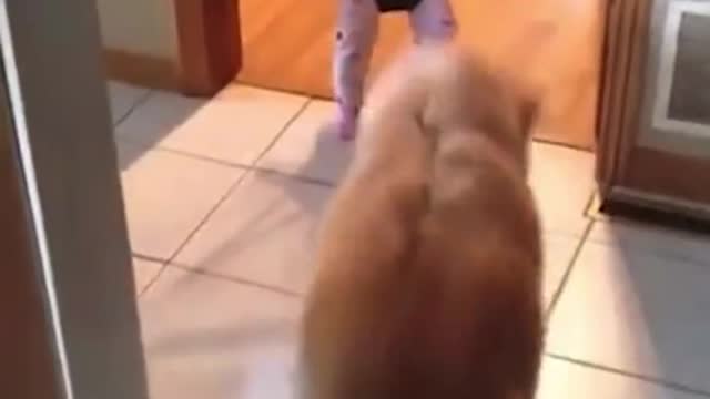 Dog teaches the baby how to jump