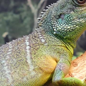 Water Dragon Lizard Chinese Physignathus