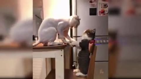 Cat's fight reaction video.