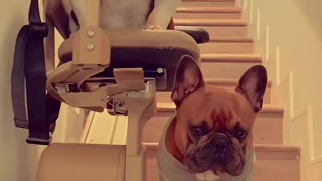 Dogs Comfortably Sit on Stairlift to Commute Downstairs at Their Place