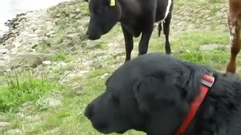 Funny cows