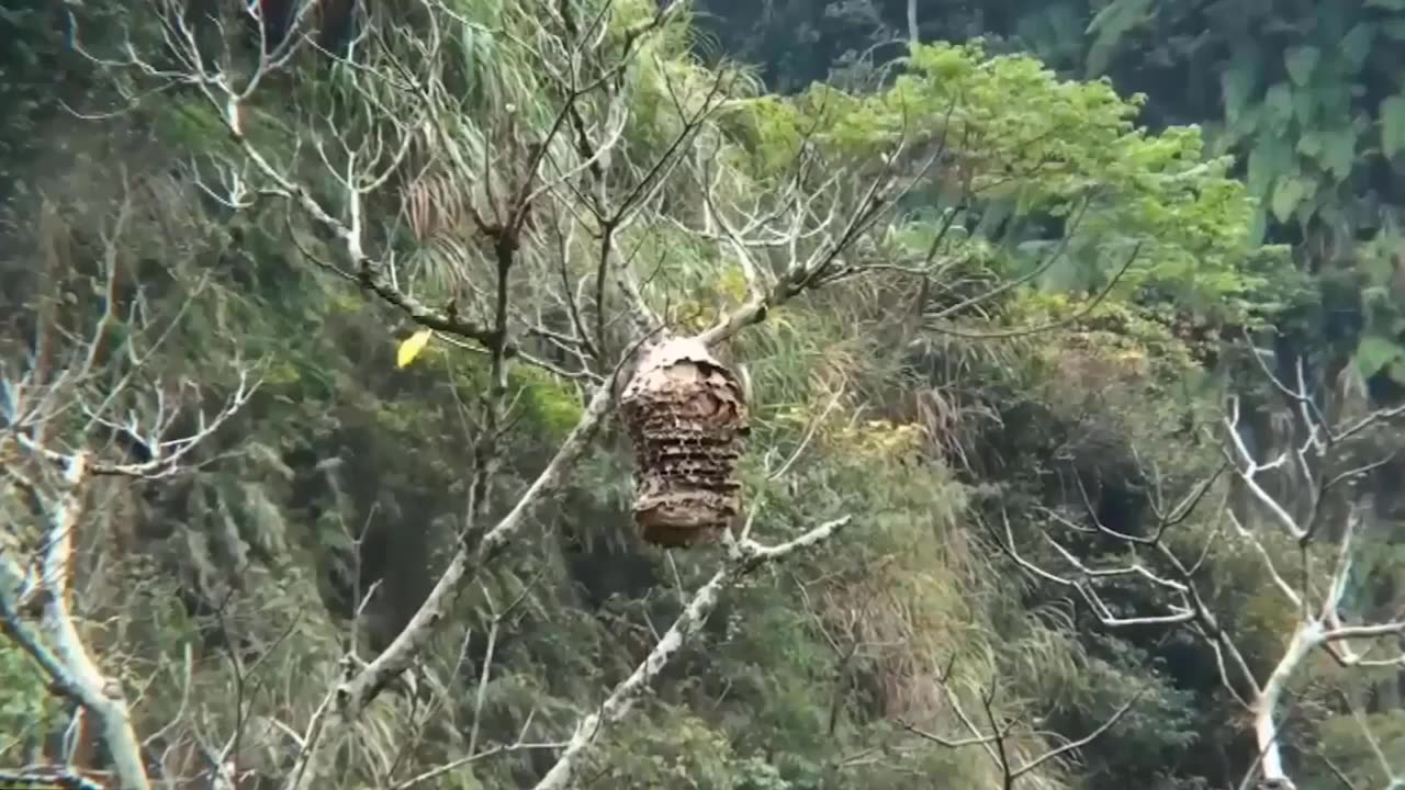 Horrible Ways This Bird Swallows Prey In Seconds | Wildlife Documentary