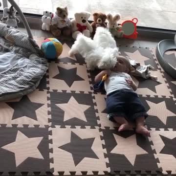 Two Maltese Puppies Play With Baby