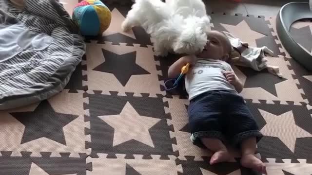 Two Maltese Puppies Play With Baby