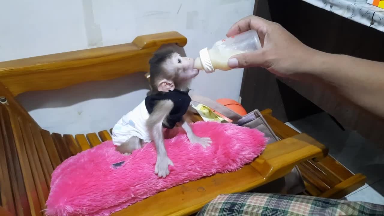 our simple dinner with baby monkey paula, healthy food