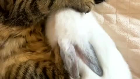 Sleeping cat and rabbit