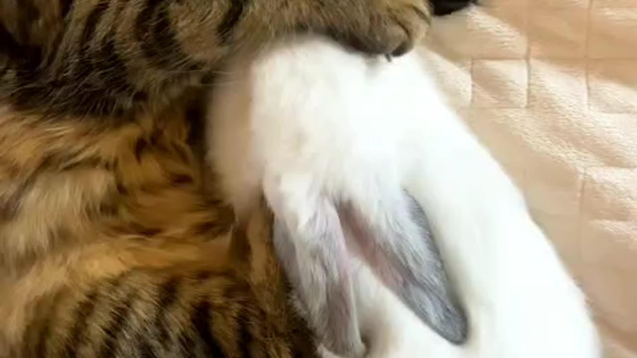 Sleeping cat and rabbit