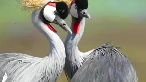 Birds 🐦 Dance 🎵