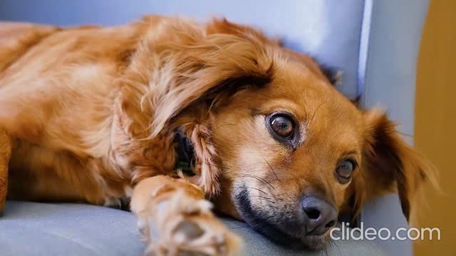 dog- whimpering in viral video