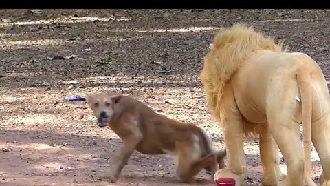 Best Prank Collection Top 15 - Fake Lion Prank Real Dog Super Funny -fainal part 4