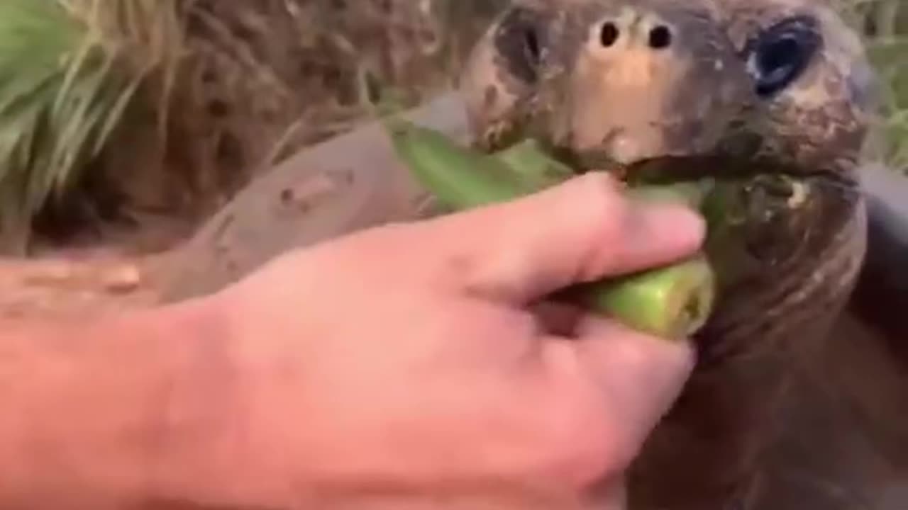 Best Funny Animal Videos of the year (2023), funniest animals ever. relax with cute animals video