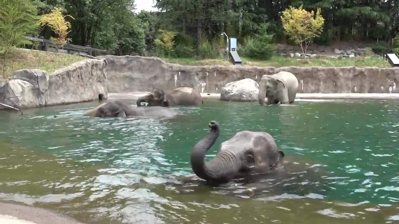 Elephants swimming in Elephant Lands