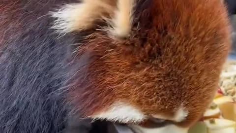 Cute animals eating